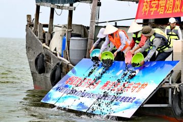 国际鲎保育日联合增殖放流活动在儒艮保护区举行，助推海洋生态系…